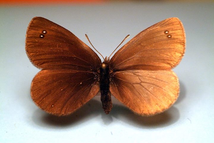 Erebia pluto (aberrant, Italy) (Internet Image property of respective owner, non-commercial use only)